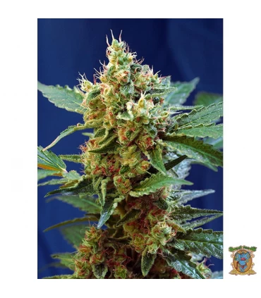 Auto XL Cream Mandarine - Sweet Seeds - Kayamurcia.es