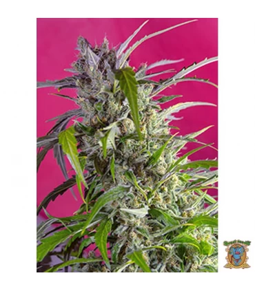 Auto Crystal Candy - Sweet Seeds - Kayamurcia.es