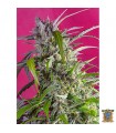 Auto Crystal Candy - Sweet Seeds.