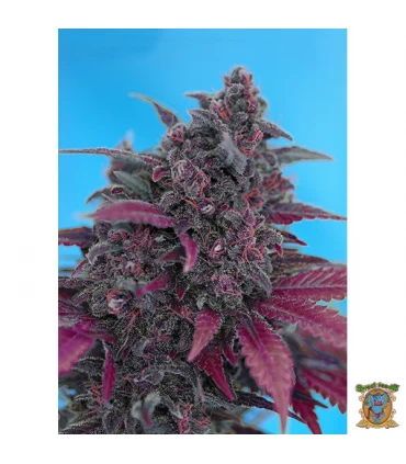 Auto Dark Devil - Sweet Seeds - Kayamurcia.es