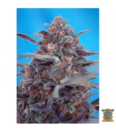 Auto Devil Cream - Sweet Seeds - Kayamurcia.es