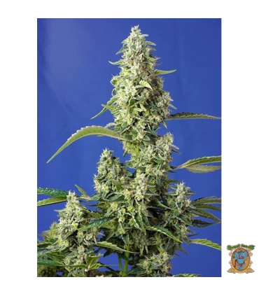 Auto XL Gorilla Girl - Sweet Seeds - Kayamurcia.es