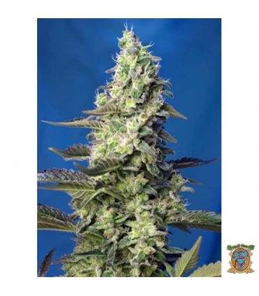 Auto XL Green Poison - Sweet Seeds - Kayamurcia.es