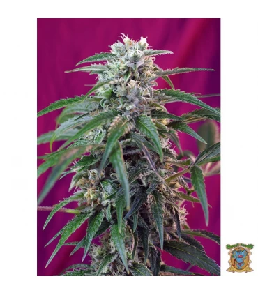 Auto Green Poison - Sweet Seeds - Kayamurcia.es