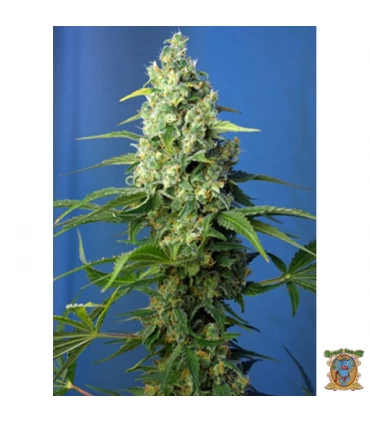 Auto CBD Honey Peach - Sweet Seeds - Kayamurcia.es