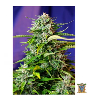 Auto Jack 47 - Sweet Seeds - Kayamurcia.es