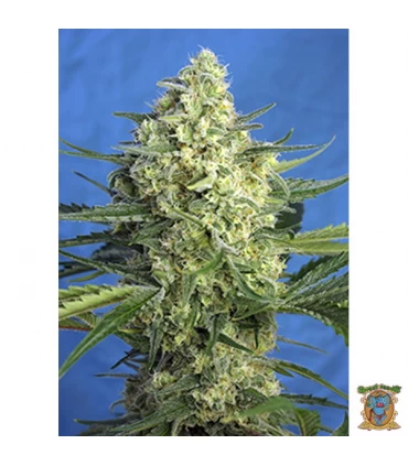 Auto XL Jack 47 - Sweet Seeds - Kayamurcia.es