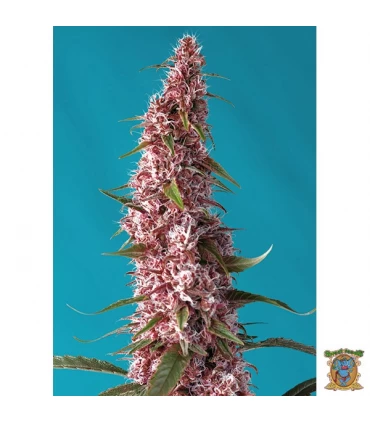 Auto CBD Red Pure - Sweet Seeds - Kayamurcia.es