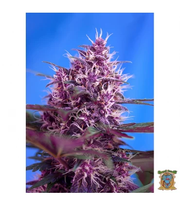 Auto Red Poison - Sweet Seeds - Kayamurcia.es