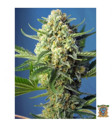 Auto SAD - Sweet Seeds - Kayamurcia.es