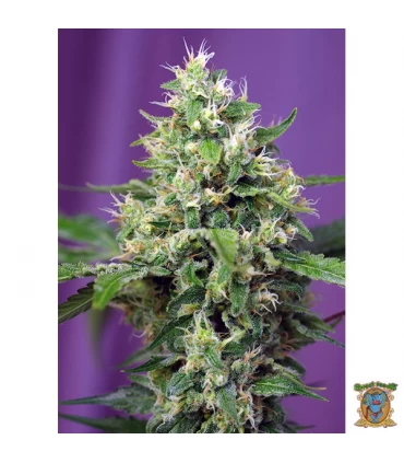 Auto XL Sweet Amnesia Haze - Sweet Seeds - Kayamurcia.es