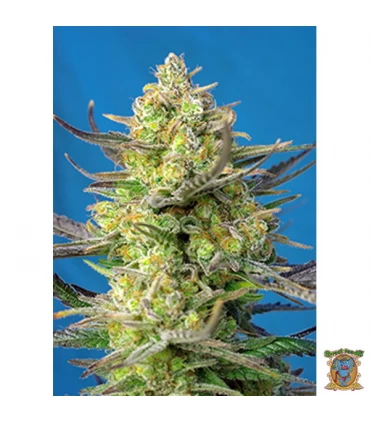 Auto XL Sweet Cheese - Sweet Seeds - Kayamurcia.es