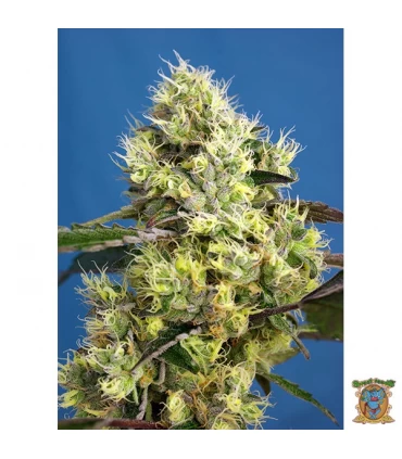 Auto Sweet Gelato - Sweet Seeds - Kayamurcia.es