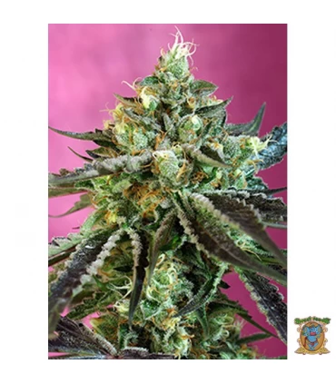 Auto CBD Sweet Nurse - Sweet Seeds - Kayamurcia.es