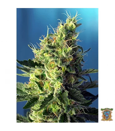 Auto CBD Sweet Pure - Sweet Seeds - Kayamurcia.es