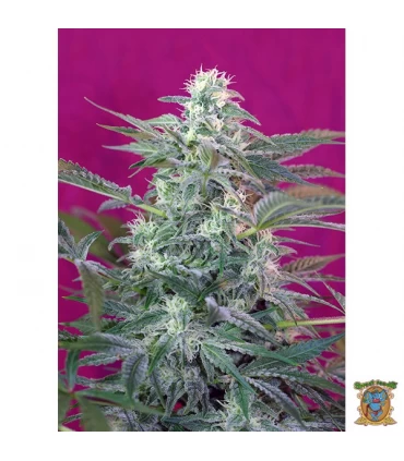Big Foot - Sweet Seeds - Kayamurcia.es