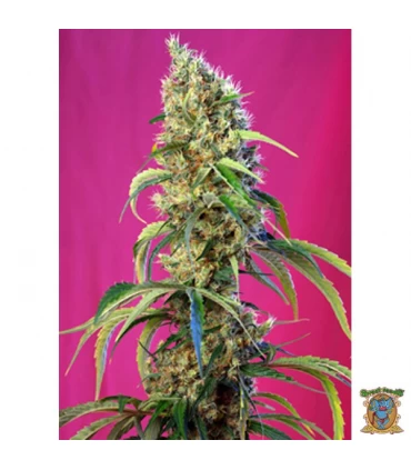 Black Jack CBD - Sweet Seeds - Kayamurcia.es