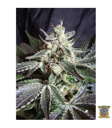 Black Jack - Sweet Seeds - Kayamurcia.es