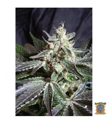 Black Jack Fast Version - Sweet Seeds - Kayamurcia.es