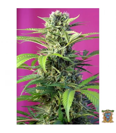 Chem Beyond Diesel CBD - Sweet Seeds - Kayamurcia.es