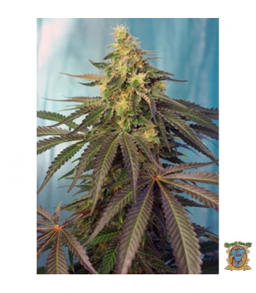 Cream Caramel CBD - Sweet Seeds - Kayamurcia.es