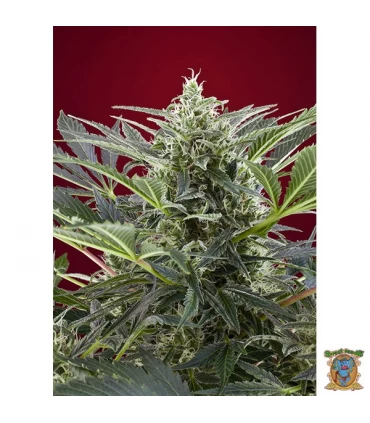 Cream 47 - Sweet Seeds - Kayamurcia.es