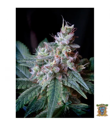 Cream Caramel Fast Version - Sweet Seeds - Kayamurcia.es