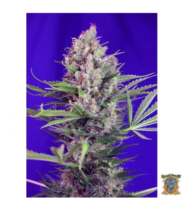 Cream Mandarine Fast Version - Sweet Seeds - Kayamurcia.es