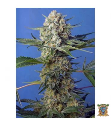 Crystal Candy F1 Fast Version - Sweet Seeds - Kayamurcia.es