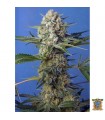 Crystal Candy F1 Fast Version - Sweet Seeds.