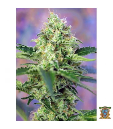 Crystal Candy - Sweet Seeds - Kayamurcia.es