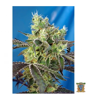 Do Sweet Dos - Sweet Seeds - Kayamurcia.es