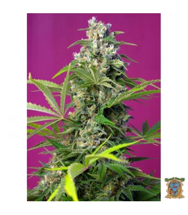 Gorilla Girl - Sweet Seeds - Kayamurcia.es