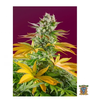 Gorilla Girl F1 Fast Version - Sweet Seeds - Kayamurcia.es