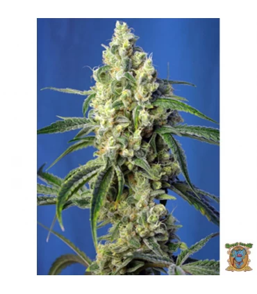 Green Poison CBD - Sweet Seeds - Kayamurcia.es