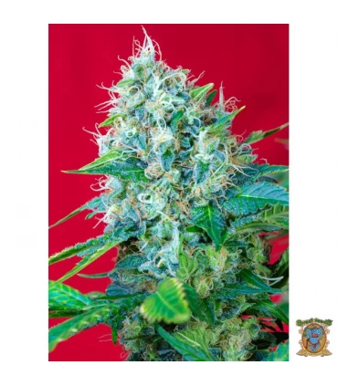 Green Poison - Sweet Seeds - Kayamurcia.es