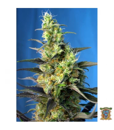 Ice Cool CBD - Sweet Seeds - Kayamurcia.es