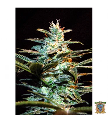 Ice Cool - Sweet seeds - Kayamurcia.es