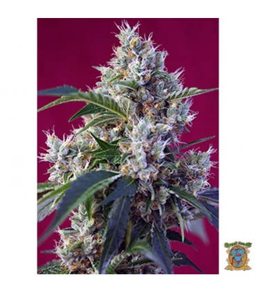 Indigo Berry Kush - Sweet Seeds - Kayamurcia.es