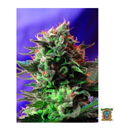 Jack 47 - Sweet Seeds - Kayamurcia.es