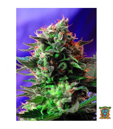 Jack 47 Fast Version - Sweet Seeds - Kayamurcia.es