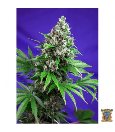 Killer Kush Fast Version - Sweet Seeds - Kayamurcia.es
