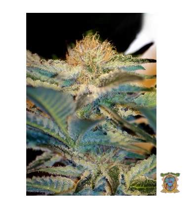 Mohan Ram - Sweet Seeds - Kayamurcia.es