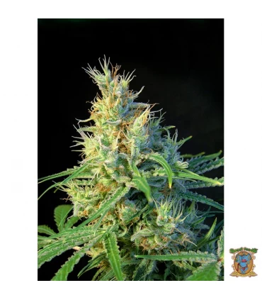 Psicodelicia - Sweet Seeds - Kayamurcia.es