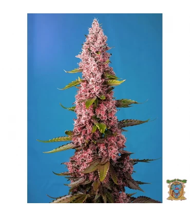 Red Hot Cookies - Sweet Seeds - Kayamurcia.es