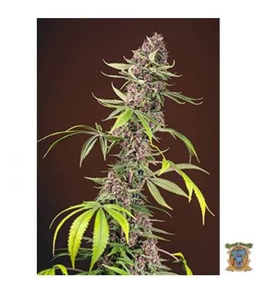 Red Mandarine F1 Fast Version - Sweet Seeds - Kayamurcia.es