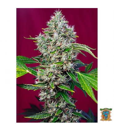 San Fernando Lemon Kush - Sweet Seeds - Kayamurcia.es