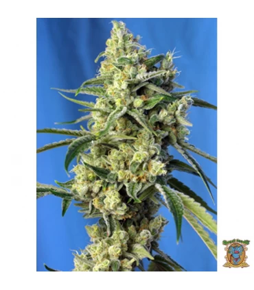 Sweet Amnesia Haze - Sweet Seeds - Kayamurcia.es
