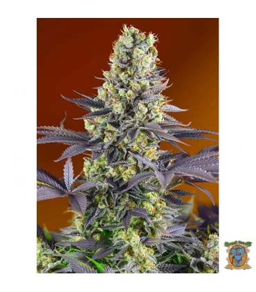 Sweet Zkittlez - Sweet Seeds - Kayamurcia.es
