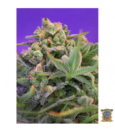 Sweet Cheese - Sweet Seeds - Kayamurcia.es